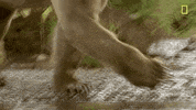 natgeochannel nat geo yellowstone yellowstone live predator baby boom GIF