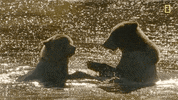 natgeochannel nat geo yellowstone yellowstone live predator baby boom GIF