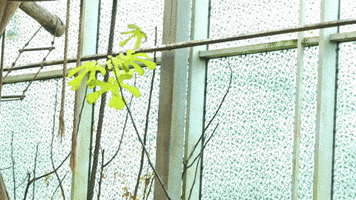 gibbon GIF by Planckendael