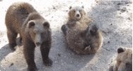 Wildlife gif. A group of three brown bears relax together. One bear in the middle rolls on their back and seems to wave a paw in greeting. 