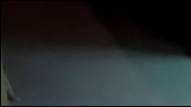 funny cat GIF