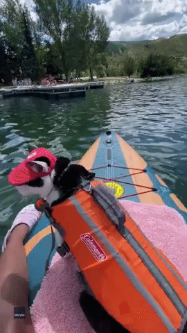 Adventurous Cat Goes Paddle Boarding