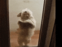 Party Dancing GIF