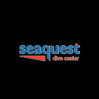 Seaquest ocean sea philippines diving GIF