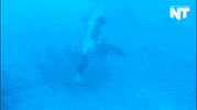 san diego orca GIF by NowThis 
