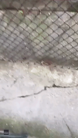 Opossum Babies Hitch Ride on Mom's Back in Pennsylvania Backyard