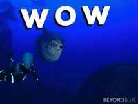 mola mola wow GIF by Beyond Blue