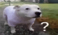 Dog What GIF