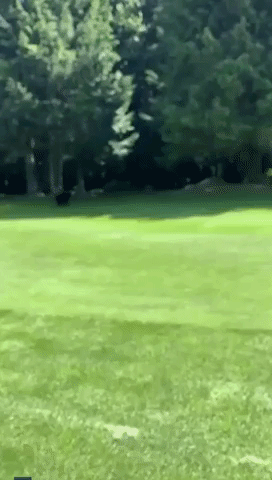 That’s No Birdie: Bear Takes Swing at Coyote on British Columbian Golf Course