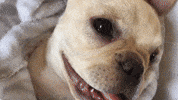 oscarfrenchienyc dog puppy spa charlie GIF