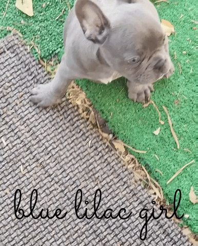 LaBearFrenchies frenchie french bulldog puppy blue frenchie labearfrenchies GIF
