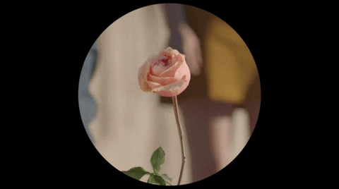 Mom And Pop Music Flower GIF by Hinds