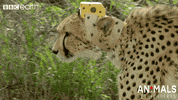 technology cheetah GIF by BBC Earth