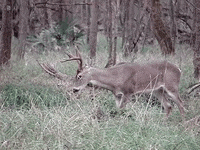 Education Deer GIF by DIIMSA Stock