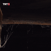 History Fear GIF by TRT