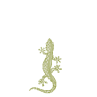 shakatribe hawaii lizard gecko moo Sticker