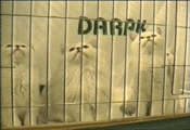 cats lol GIF by America's Funniest Home Videos