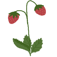 smultronstaelle plant plants strawberry berry Sticker