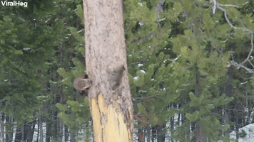Pine Marten Chases Red Squirrel