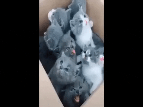 urieitsel giphygifmaker gatitos bonitos GIF