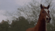 Sexy Cowboy GIF by Darius Martin