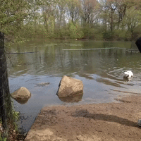 dog park GIF by emibob