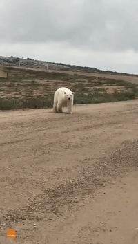 Curious Polar Bear Playfully Interacts With Its Reflection in Car Bumper