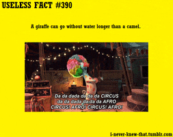 Cartoon gif. Marty the zebra from Madagascar 3 wears a rainbow afro wig as it dances excitedly. Text, "Da da dada Circus, Da da dada Afro Circus!" Additional text on the yellow frame of the gif reads, "Useless fact 390. A giraffe can go without water longer than a camel."