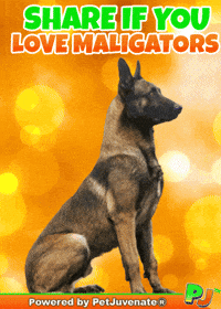 PetJuvenate  GIF