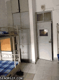 like a boss wtf GIF by Cheezburger