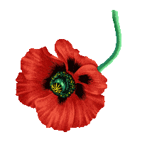 Flower Spring Sticker by kenzo_official