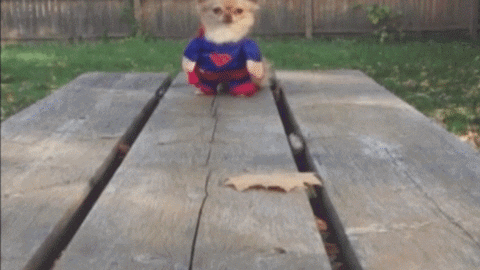 Video gif. Small fluffy chihuahua wears a superman costume that has little plush arms on it. The dog walks towards us and it looks like he’s walking with two legs with a small human body.