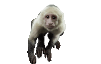GigiAndNateMovie monkey goodbye leaving curious Sticker