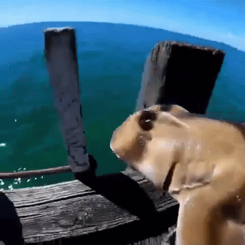 Diver Rescues Port Jackson Shark From Fishing Line