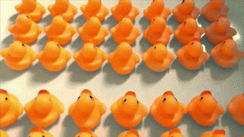 james veitch rubber ducks GIF by Team Coco
