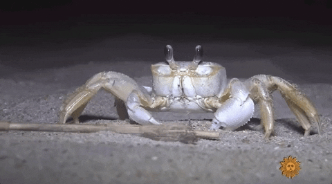 moodman giphygifgrabber crab ghost crab GIF