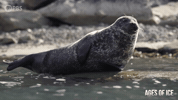 Seal Watching GIF by PBS