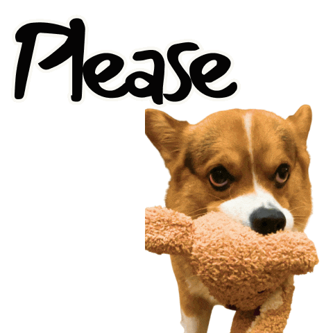 Corgi Please Sticker