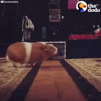 jumping guinea pig GIF by The Dodo
