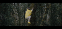 blackboxmusic tree on my way climb im coming GIF