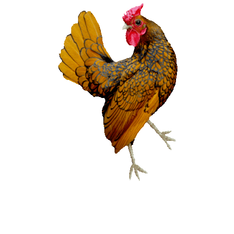Chicken Rooster Sticker