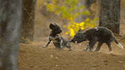 GIF by Our Planet