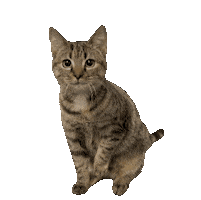 Hungry Cat Sticker by De Graafschap Dierenartsen