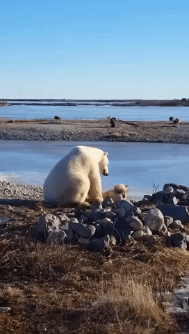 Dog Has Close Encounter With Polar Bear