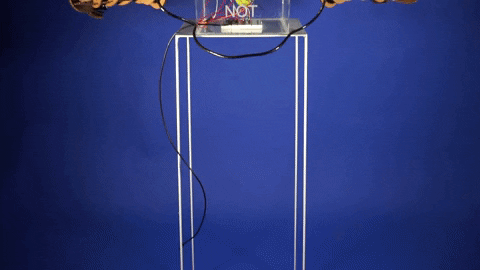 marinalermant giphyupload GIF