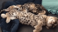 Sleepy Bengal Kittens Enjoy nap Time Together