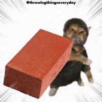 Cat Throwing GIF