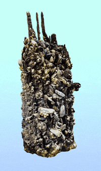 NewtownCreekAlliance water nyc wildlife queens GIF