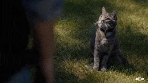 Best Friends Cat GIF by Chevrolet