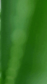 raccobolivia intimo racco jabonintimo raccobolivia GIF